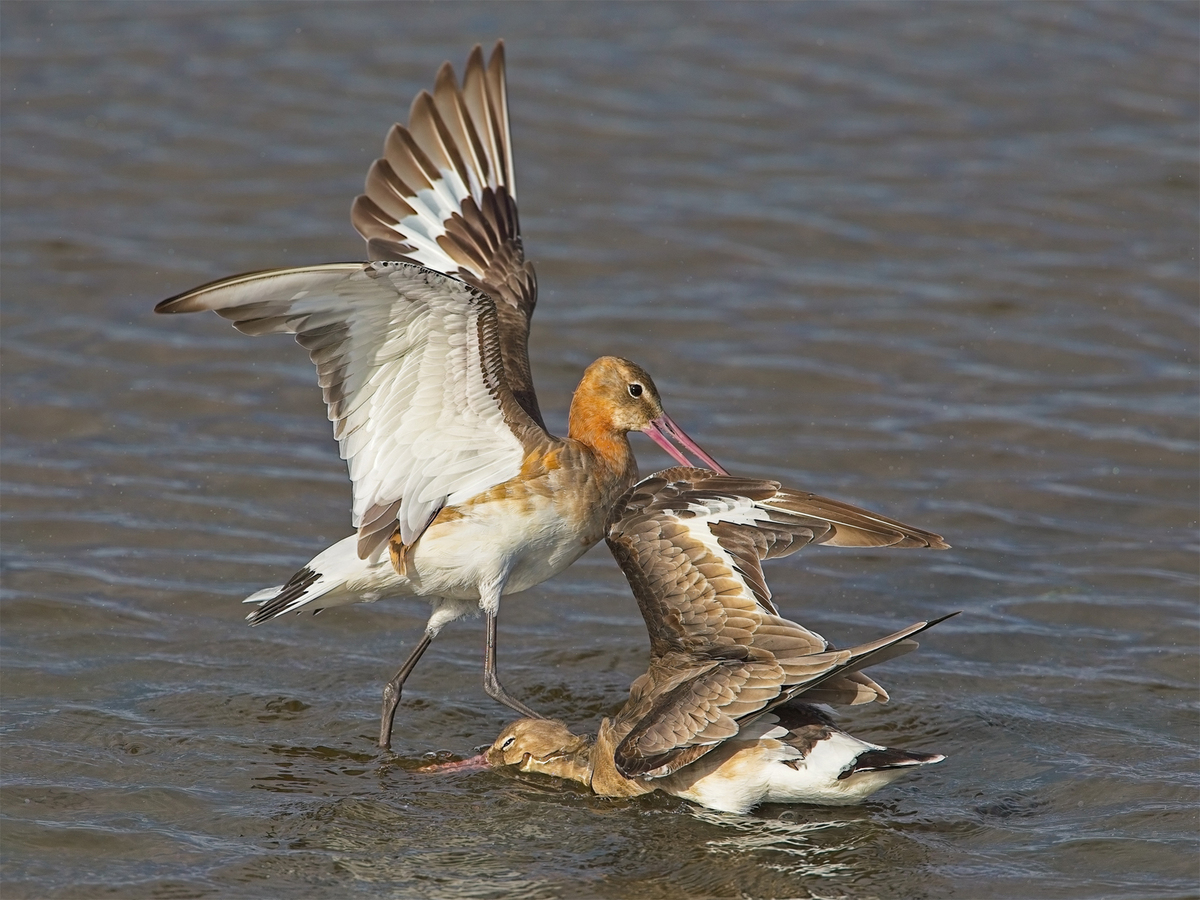 Godwits - John Hughes